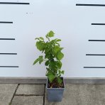 Černica nepichľavá (Rubus fruticosus) ´LOWBERRY LITTLE BLACK PRINCE´® - výška 30-40 cm, kont. C1L - NÍZKO RASTÚCA ODRODA